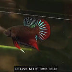 Live Male Betta Green Original Splendens Wild Plakat (DET-223) High quality what you see what you get!!
