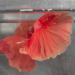 Live Male Betta Super Orange Solid color Over Halfmoon (TNK-A680) S041 High quality What you see What you get!!