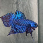 Live Male Betta Royal Blue Alien Hybrid Wild Plakat (BID-161) High quality What you see What you get!!