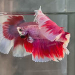 Live Male Betta Fancy Pink Lavender Over Halfmoon (TNK-A720) High quality what you see what you get!!