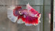 Live Male Betta Fancy Pink Lavender Over Halfmoon (TNK-A720) S048 High quality what you see what you get!!