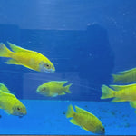 Live Freshwater Cichlid Yellow Peacock/Sunshine (Aulonocara Baenschi) (CHD-127)U013