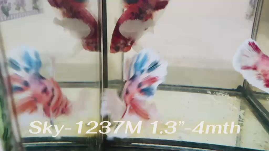 Live Male Betta Fancy Koi Dumbo big ear Plakat (Sky-1237) High quality What you see What you get!!