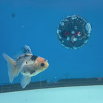 Thai Oranda Panda 3.0” Male(FEB-628)R1A09