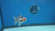 Thai Oranda Panda 3.0” Male(FEB-628)R1A09