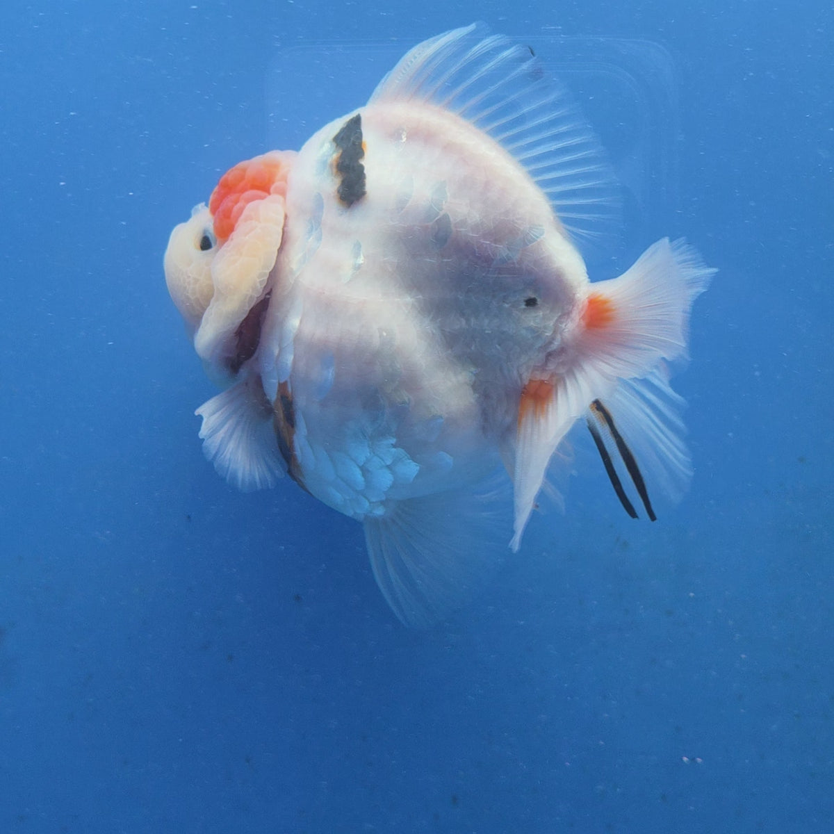 Thai Oranda Red Cap Tri color Sakuda Godzilla 4 inch Body male (G-FEB-113)BlueTubB