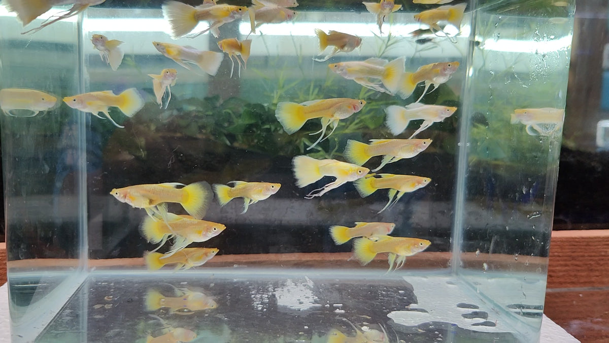 Full Gold Ribbon Guppy