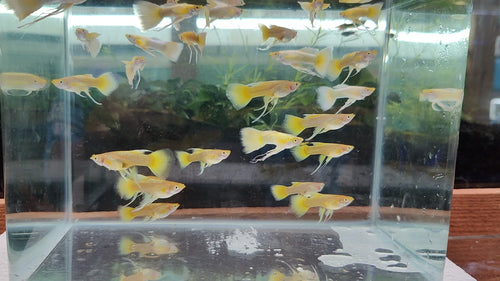 Full Gold Ribbon Guppy