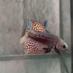 Live Male Betta Copper Alien Hybrid Wild Plakat (BID-164) High quality What you see What you get!!