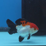 Thai Oranda Tri Color 3 in Body Female (FEB-525)R3A07