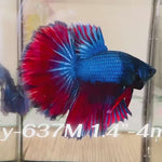 Live Male Betta Fancy Red Blue Scale Dark Colors Halfmoon (Sky-637) High quality what you see what you get!!