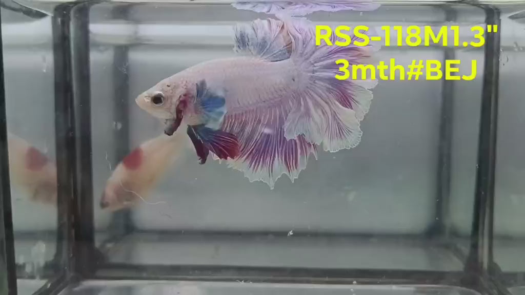 Live Male Betta Fancy Purple Light Halfmoon Rosetail (RSS-118) High quality what you see what you get!!