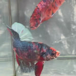 Live Male Betta Fancy Steelblue Red Koi Giants Plakat (TNK-A576) S315 High quality What you see What you get!!