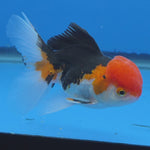 Thai Oranda Red Cap Tri Color Color 3.5 in Body Male (FEB-537)R3A03