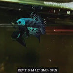 Live Male Betta Green Alien Hybrid Wild Plakat (DET-219) S292 High quality what you see what you get!!