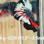 Live Male Betta Black copper Galaxy Stardust Plakat (Sky-025) High quality what you see what you get!!