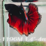Live Male Betta Red Black Galaxy Halfmoon (Sky-1196) High quality what you see what you get!!