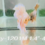 Live Male Betta Fancy Yellow Light colors Halfmoon Rosetail (Sky-1201) High quality what you see what you get!!
