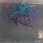 (TOON-402) BLUE HYBRID SMARAGDINA MALE BETTA