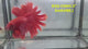 Live Male Betta Fancy Red Halfmoon (RSS-110) High quality what you see what you get!!