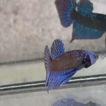 Live Male Betta Royal Blue Samurai Alien Hybrid Wild Plakat (BID-136)S276 High quality what you see what you get!!