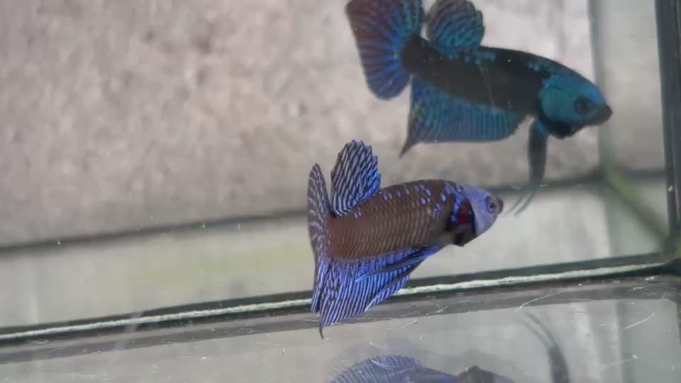 Live Male Betta Royal Blue Samurai Alien Hybrid Wild Plakat (BID-136)S276 High quality what you see what you get!!