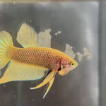 YELLOW HYBRID SPLENDENS Male Wild Betta Our Choice (CBM-1092)