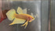 YELLOW HYBRID SPLENDENS Male Wild Betta Our Choice (CBM-1092)