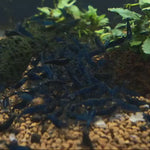 Live Freshwater Aquarium Fancy Premium High Grade Blue Diamond/Ocean Blue Shrimp Dark Dark Blue 10/$30, 20/$50 (Neocaridina sp.)(FS-012)