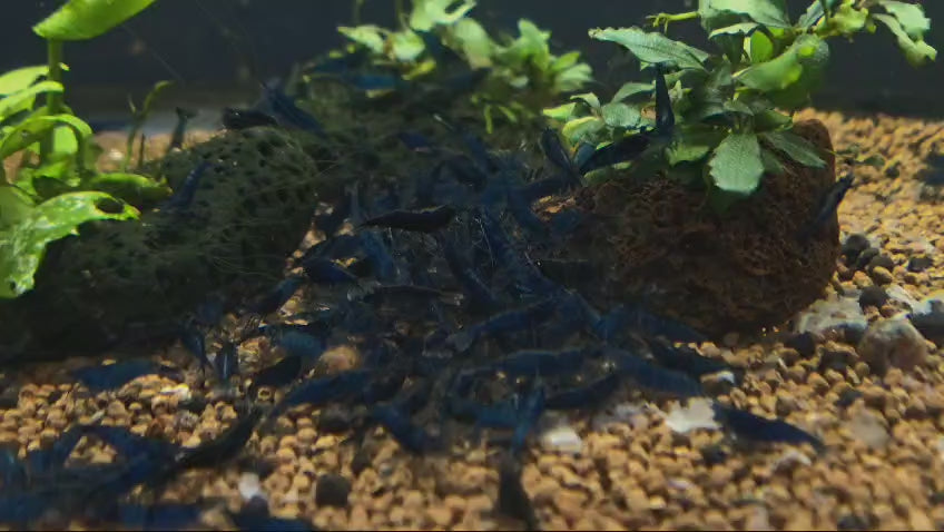 Live Freshwater Aquarium Fancy Premium High Grade Blue Diamond/Ocean Blue Shrimp Dark Dark Blue 10/$30, 20/$50 (Neocaridina sp.)(FS-012)