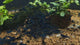 Live Freshwater Aquarium Fancy Premium High Grade Blue Diamond/Ocean Blue Shrimp Dark Dark Blue 10/$30, 20/$50 (Neocaridina sp.)(FS-012)