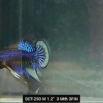 Live Male Betta Blue-yellow Imbellis Wild Plakat (DET-250) High quality what you see what you get!!