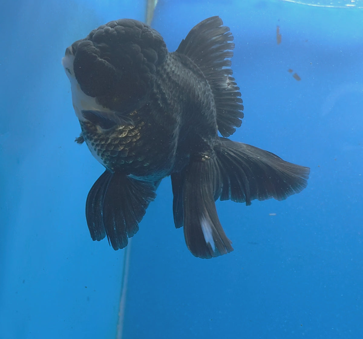 Thai Oranda Super Black 3.5" Body Female (FEB-852)R2A06