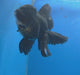 Thai Oranda Super Black 3.5" Body Female (FEB-852)R2A06