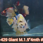 H Live Male Betta Giant Fancy Yellow Koi Plakat (JUB-429) What you see What you get!