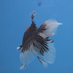 Thai Oranda Red Cap PomPom Color 3.5 in Body Male (FEB-533)R3A03