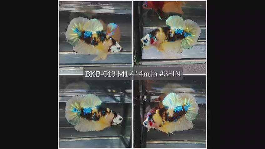 Live Male Betta Yellow Galaxy Koi Plakat (BKB-013) High quality what you see what you get!!