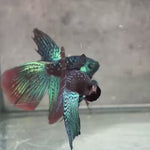 Live Male Betta Green Black Samurai Alien Wild Hybrid Shape  (BID-186) High quality what you see what you get!!
