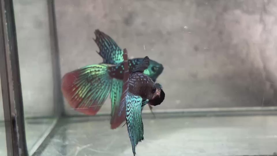 Live Male Betta Green Black Samurai Alien Wild Hybrid Shape  (BID-186) S257 High quality what you see what you get!!