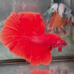 Live Male Betta Super Red Solid color Halfmoon (TNK-A651)S257 High quality what you see what you get!!