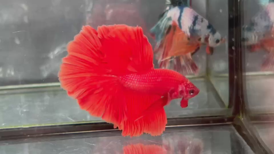 Live Male Betta Super Red Solid color Halfmoon (TNK-A651)S257 High quality what you see what you get!!