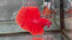 Live Male Betta Super Red Solid color Halfmoon (TNK-A651)S257 High quality what you see what you get!!