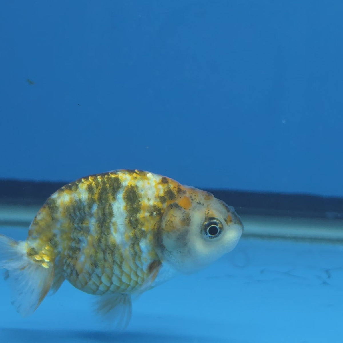 Thai Ranchu Tri Color Tiger 2.50" Body Female (FEB-812)R2B05