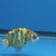 Thai Ranchu Tri Color Tiger 2.50" Body Female (FEB-812)R2B05