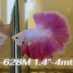 Live Male Betta Fancy Pink Lavender Sweet colors Halfmoon (Sky-628) High quality what you see what you get!!