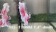 Live Male Betta Fancy Pink Sweet colors Halfmoon (Sky-1199) S067 High quality what you see what you get!!