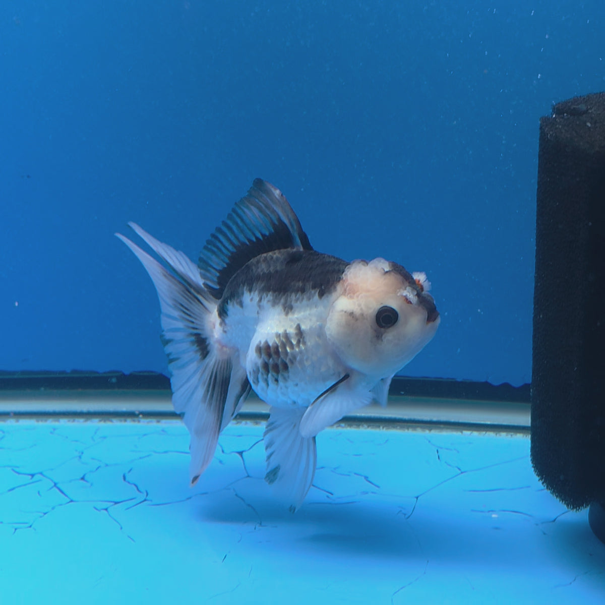 Thai Oranda Lemonhead Panda 3.00" Body Female (FEB-789)R1B03