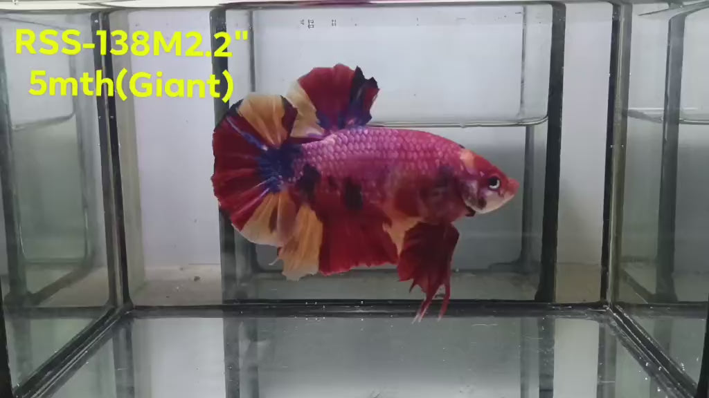 Live Male Betta Candy Sweet colors Giants Plakat (RSS-138) High quality what you see what you get!!