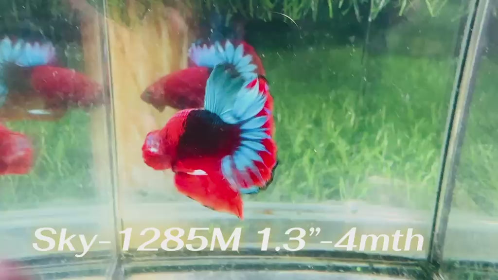 Live Male Betta Fancy Red Hellboy Startail Plakat (Sky-1285) High quality What you see What you get!!