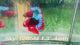 Live Male Betta Fancy Red Hellboy Startail Plakat (Sky-1285) High quality What you see What you get!!